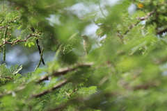 Thraupis palmarum