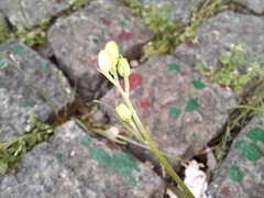 Crepis capillaris