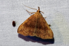 Phalaenostola eumelusalis