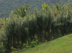 Dracaena angustifolia