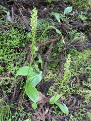 Platanthera pollostantha