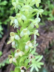 Platanthera pollostantha