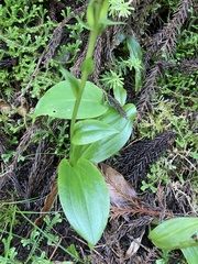 Platanthera pollostantha