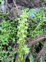 Platanthera pollostantha