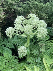 Angelica lignescens