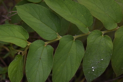 Trema micrantha floridana