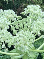 Angelica lignescens