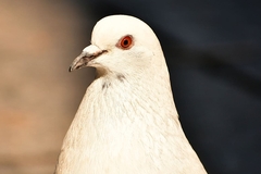 Columba livia
