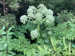 Angelica lignescens