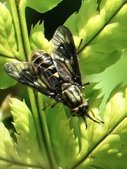 Chrysops rufipes