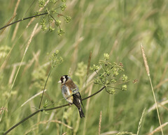 Carduelis carduelis