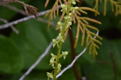 Platanthera stricta