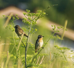 Saxicola rubetra