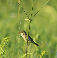 Acrocephalus palustris