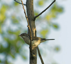 Curruca communis