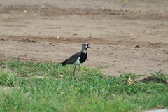 Vanellus chilensis
