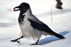 Corvus cornix