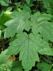 Actaea elata elata