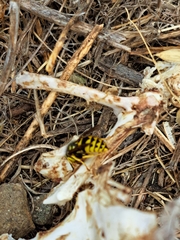 Vespula pensylvanica