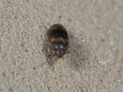Litargus connexus