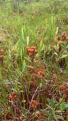 Kalmia polifolia