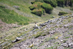 Leucosticte australis