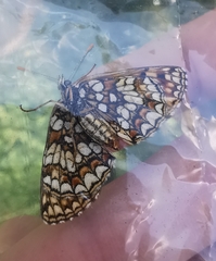 Melitaea britomartis