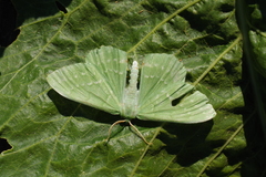 Geometra papilionaria
