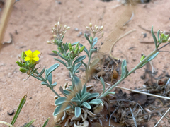 Physaria rectipes