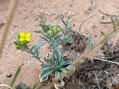 Physaria rectipes
