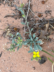 Physaria rectipes
