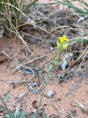 Physaria rectipes