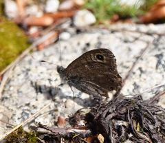 Lasiommata petropolitana