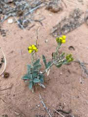 Physaria rectipes