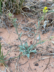 Physaria rectipes