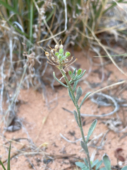 Physaria rectipes