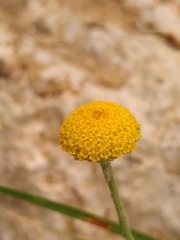 Anacyclus valentinus