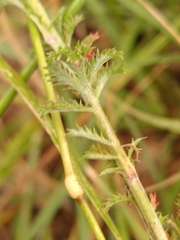 Anacyclus valentinus