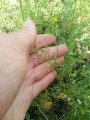 Thesium procumbens