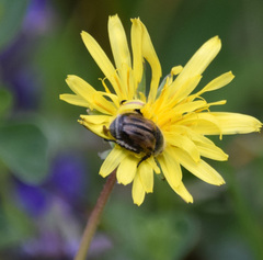 Blitopertha lineolata