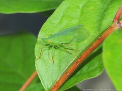 Rhynchomitra recurva