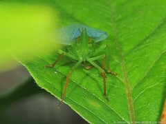 Rhynchomitra recurva