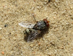 Miltogramma punctata