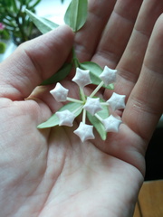 Hoya bella