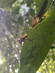 Micrathena kirbyi