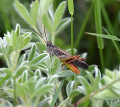 Chorthippus maritimus