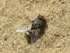 Miltogramma punctata