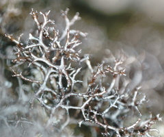Cetraria muricata