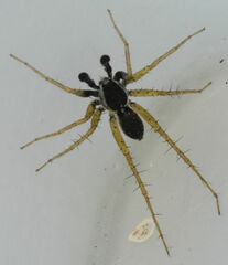 Pardosa atlantica