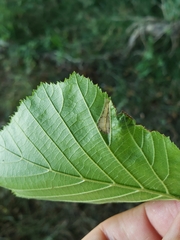Phyllonorycter nicellii